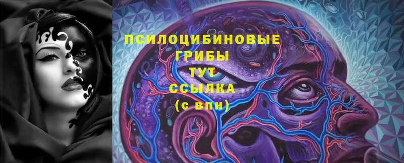 Галлюциногенные грибы Psilocybine cubensis  Белая Холуница 